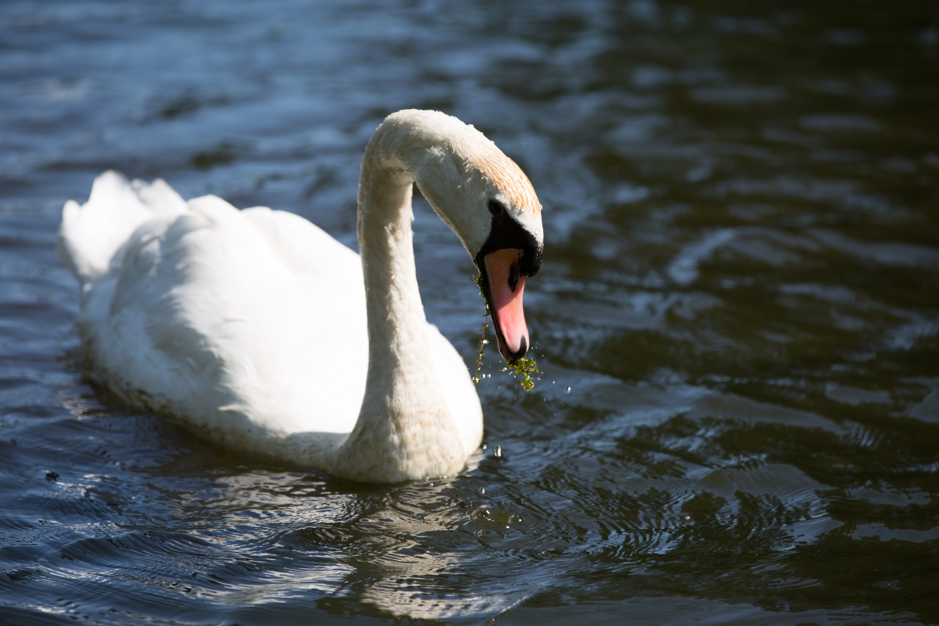 swan bird calm free photo