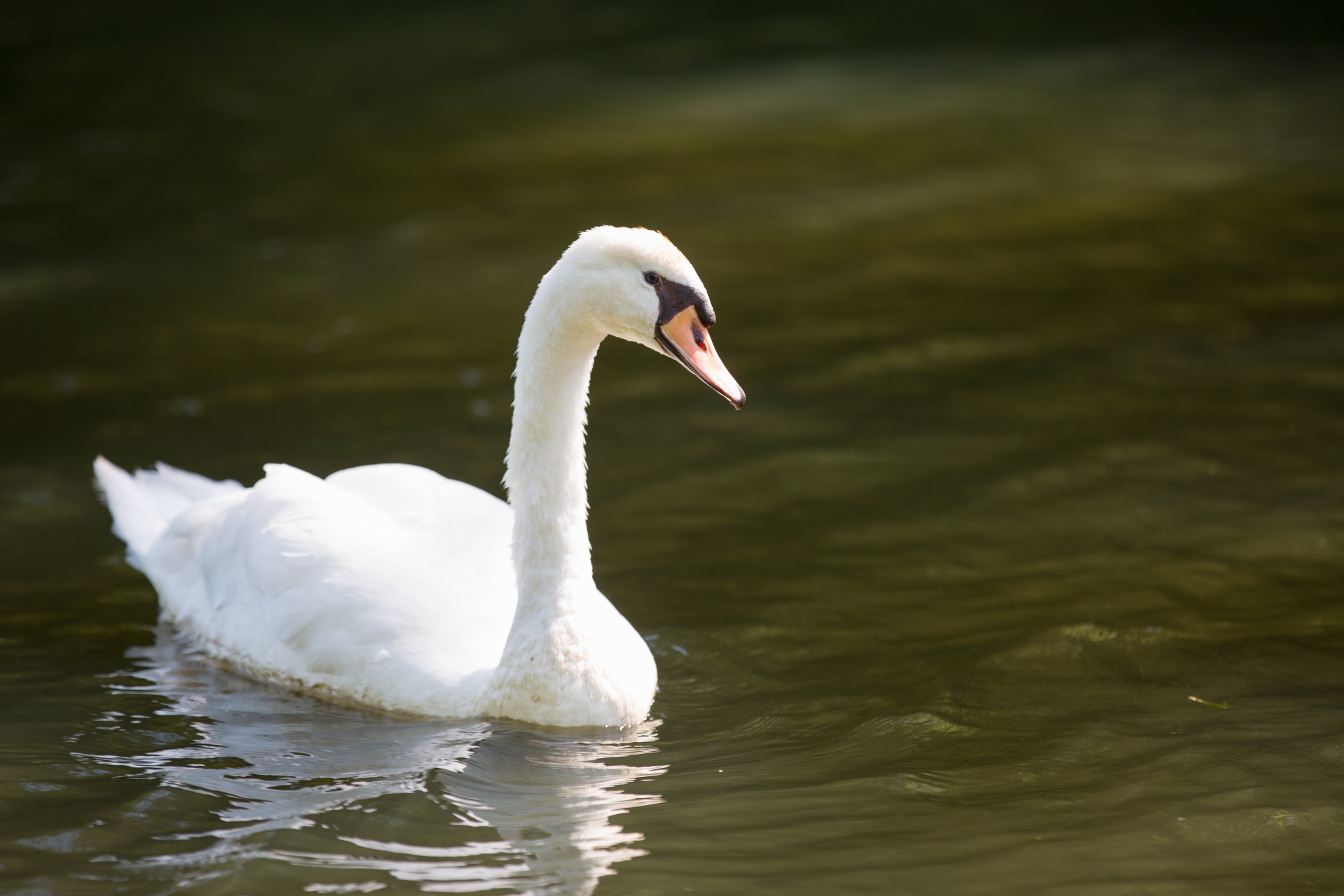 swan bird calm free photo