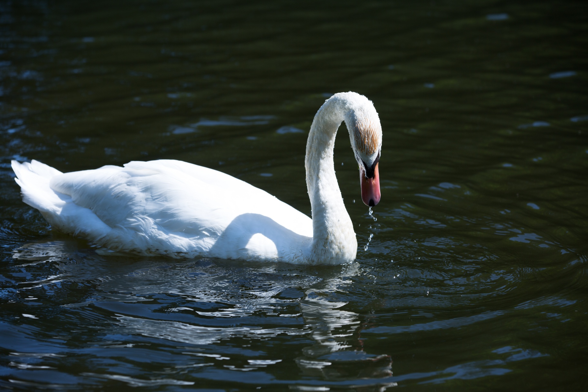 swan bird calm free photo