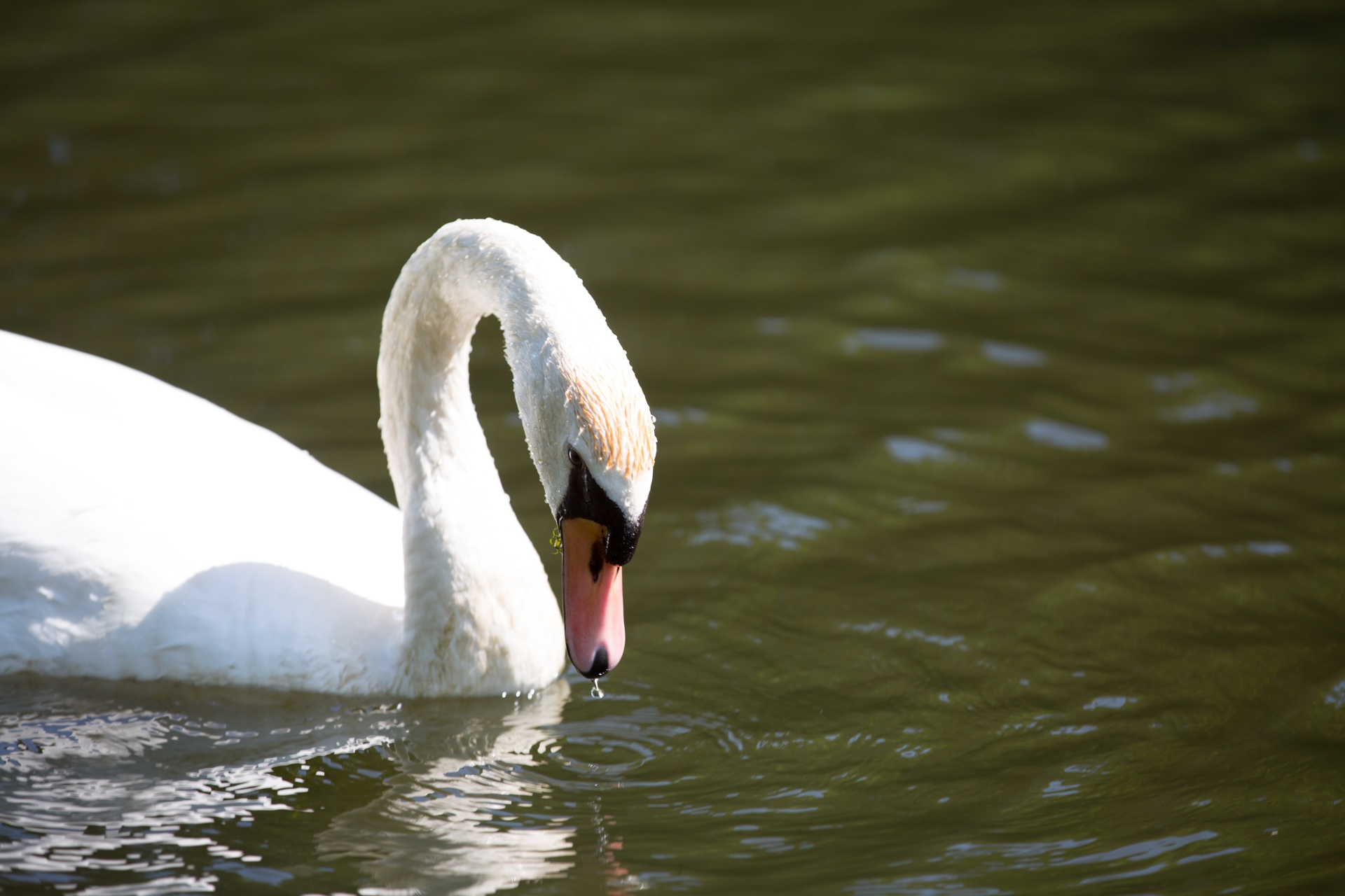 swan bird calm free photo