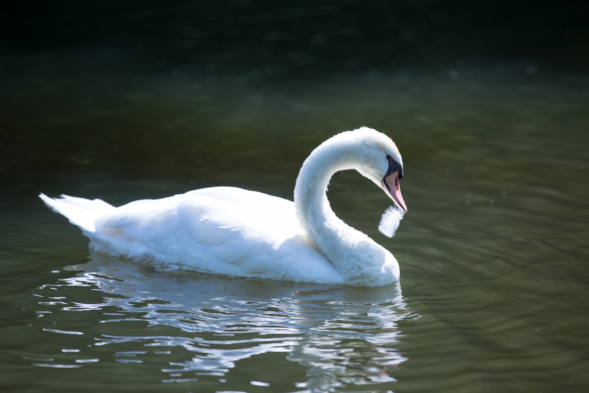 swan bird calm free photo