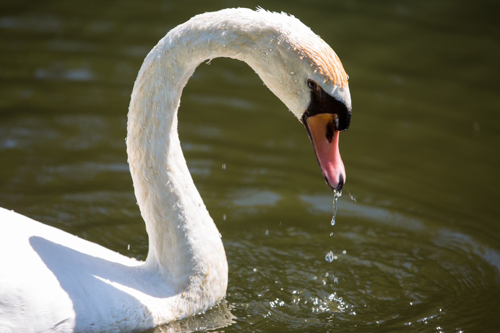 swan bird calm free photo