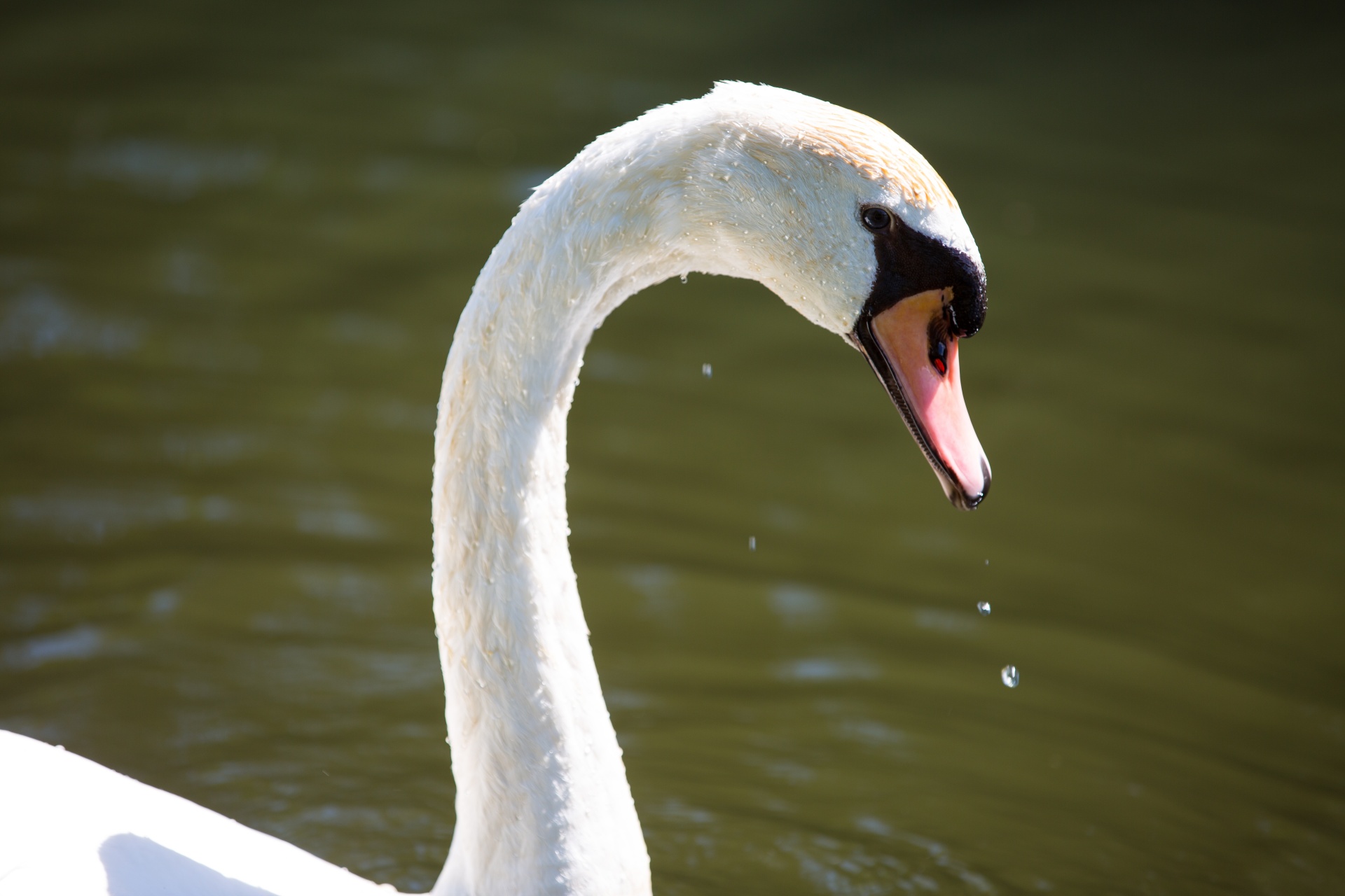 swan bird calm free photo