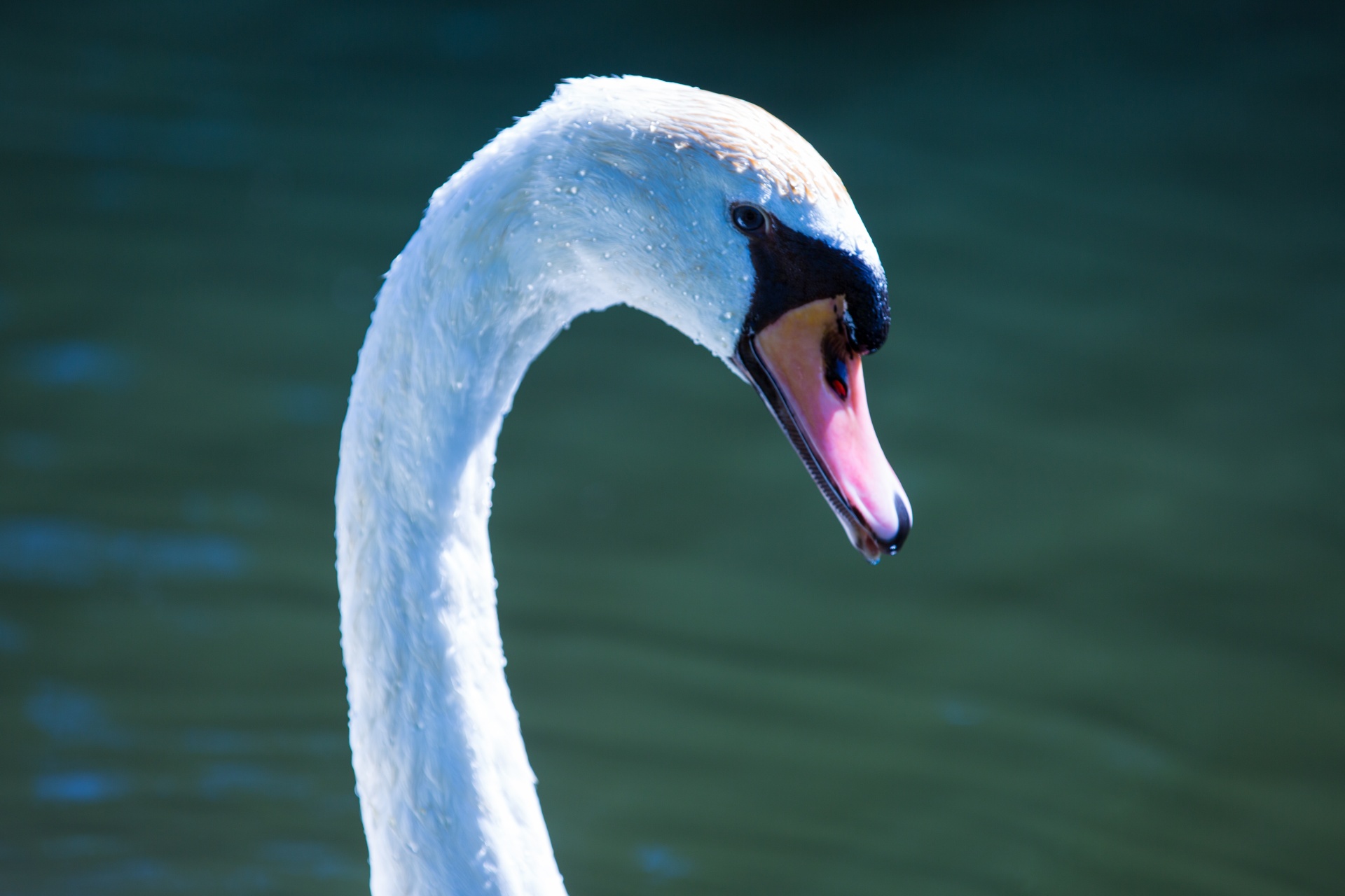 swan bird calm free photo