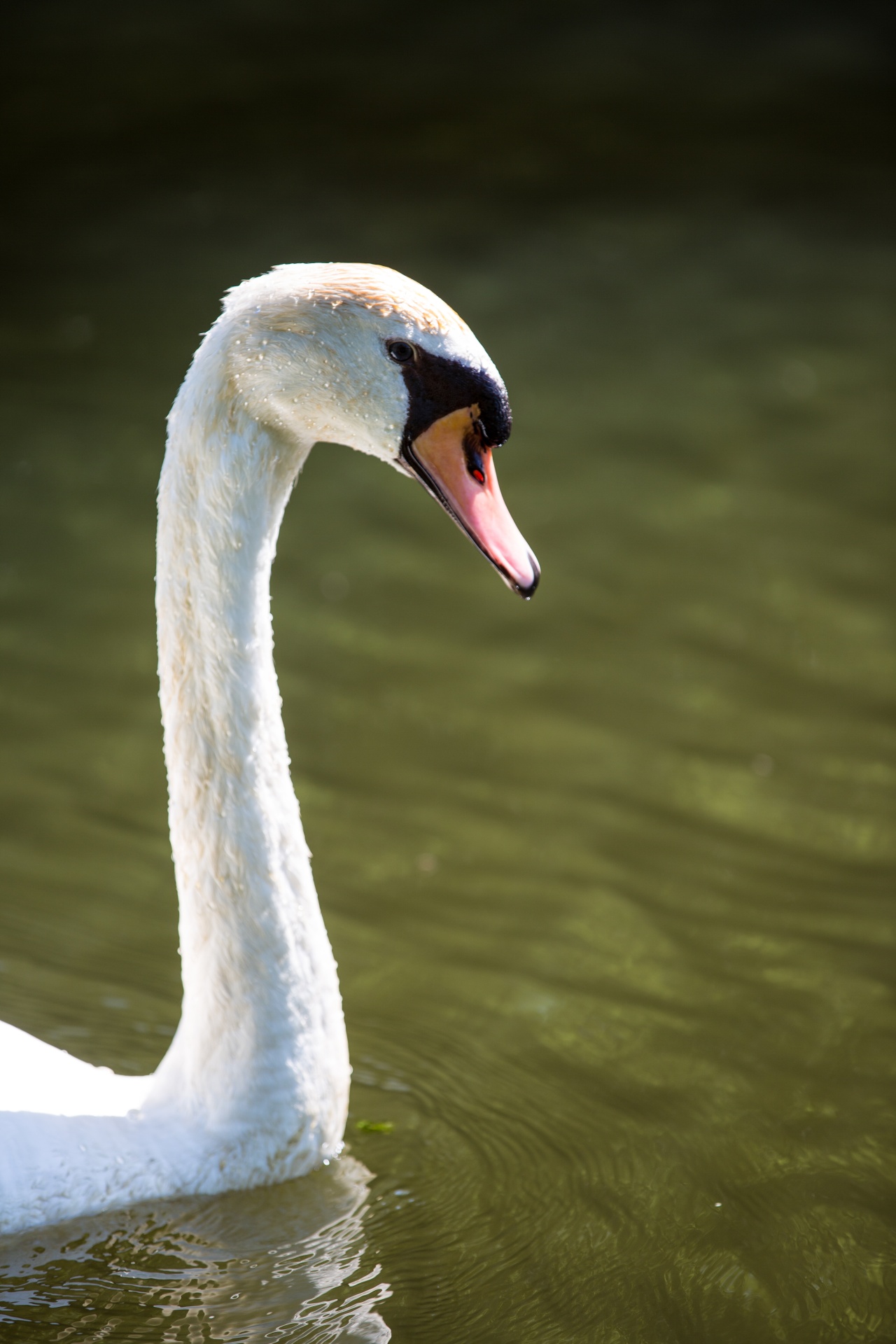 swan bird calm free photo