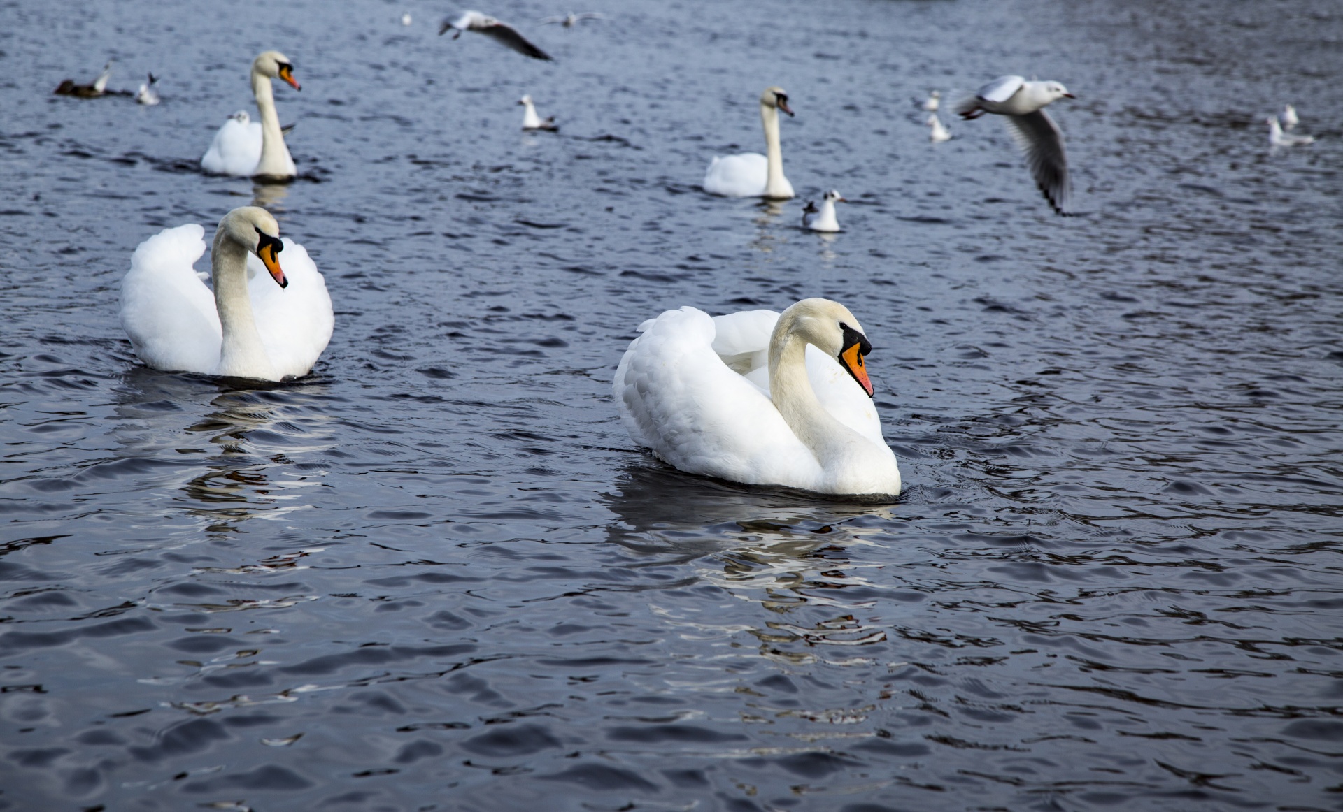 swan bird calm free photo