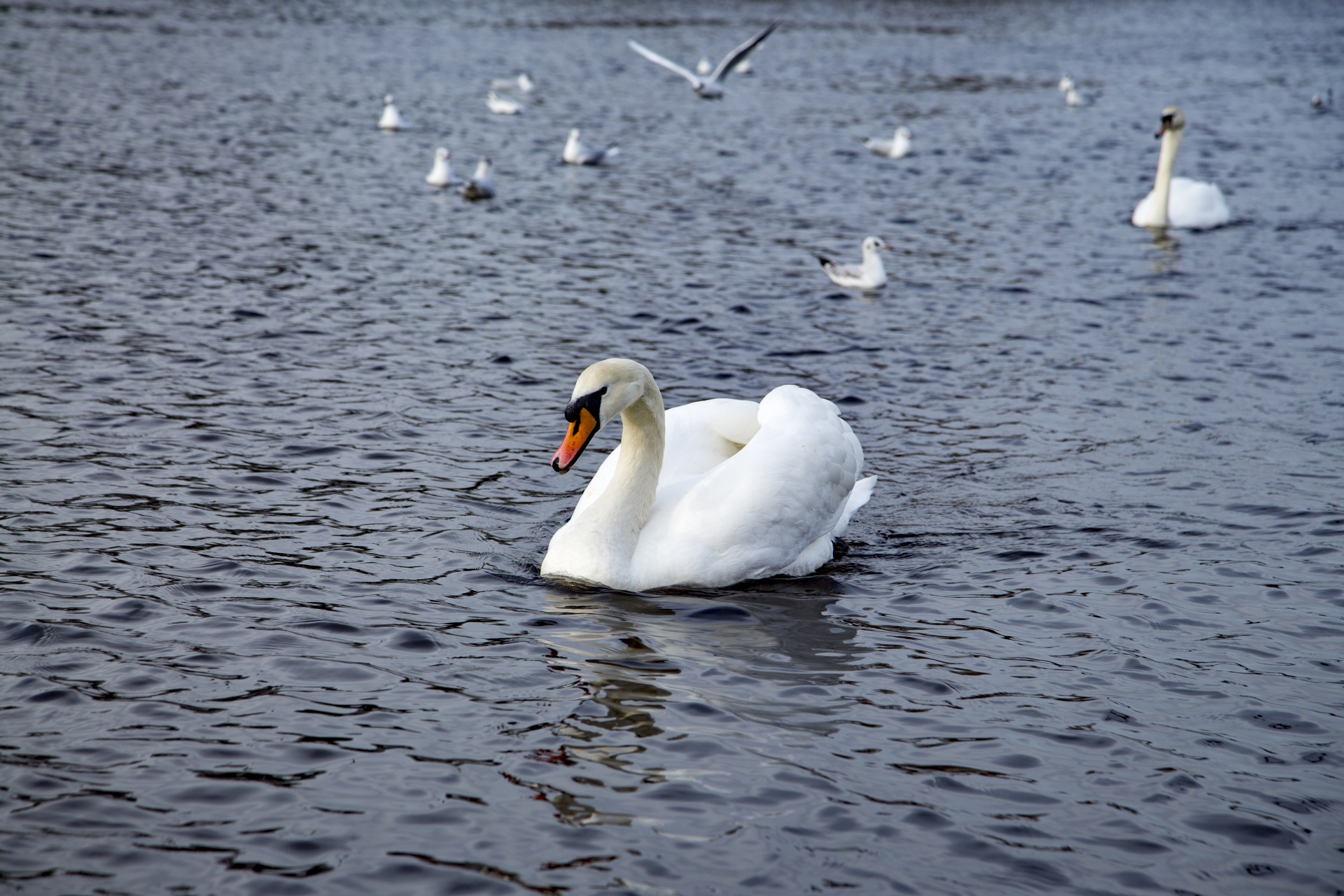 swan bird calm free photo