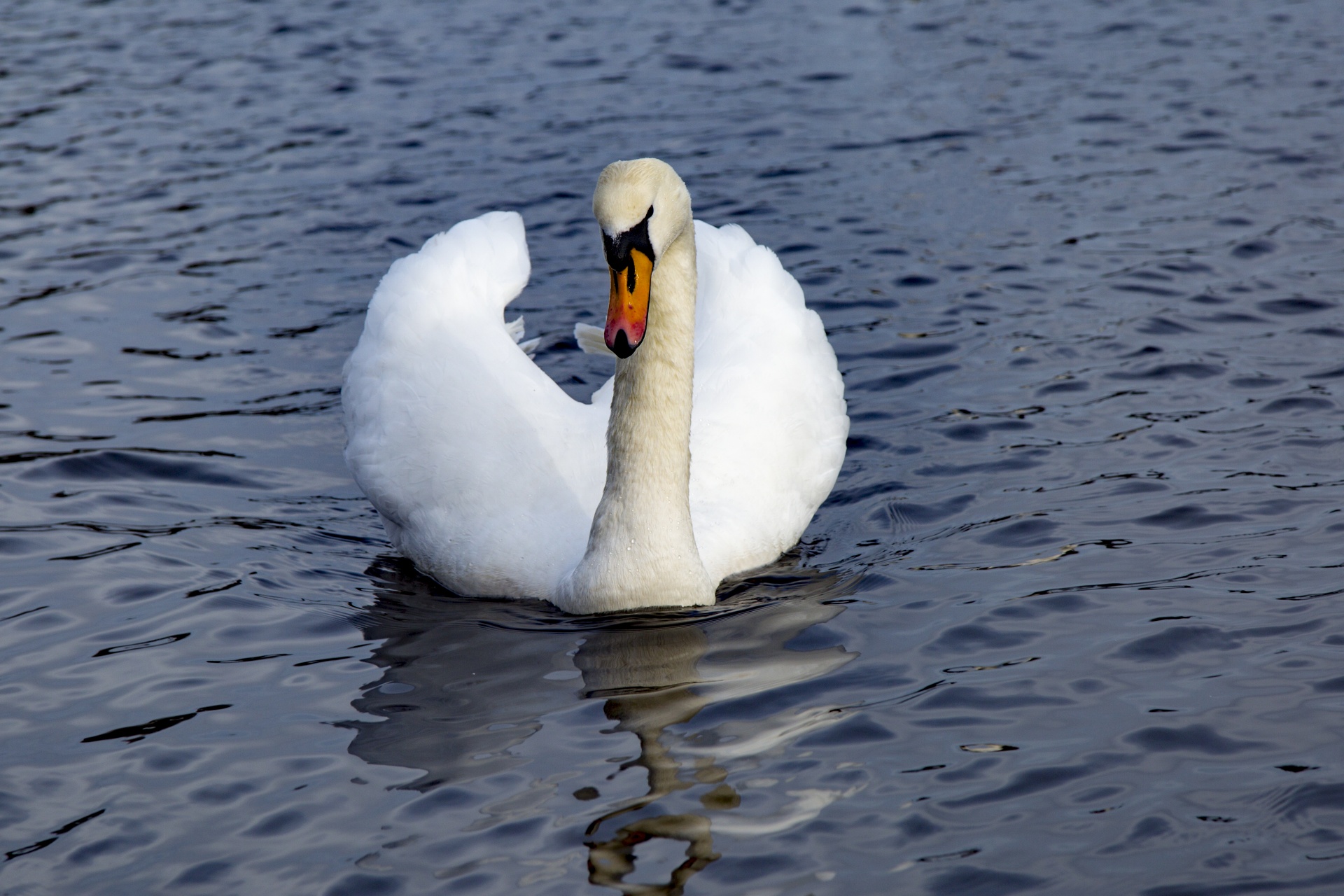 swan bird calm free photo