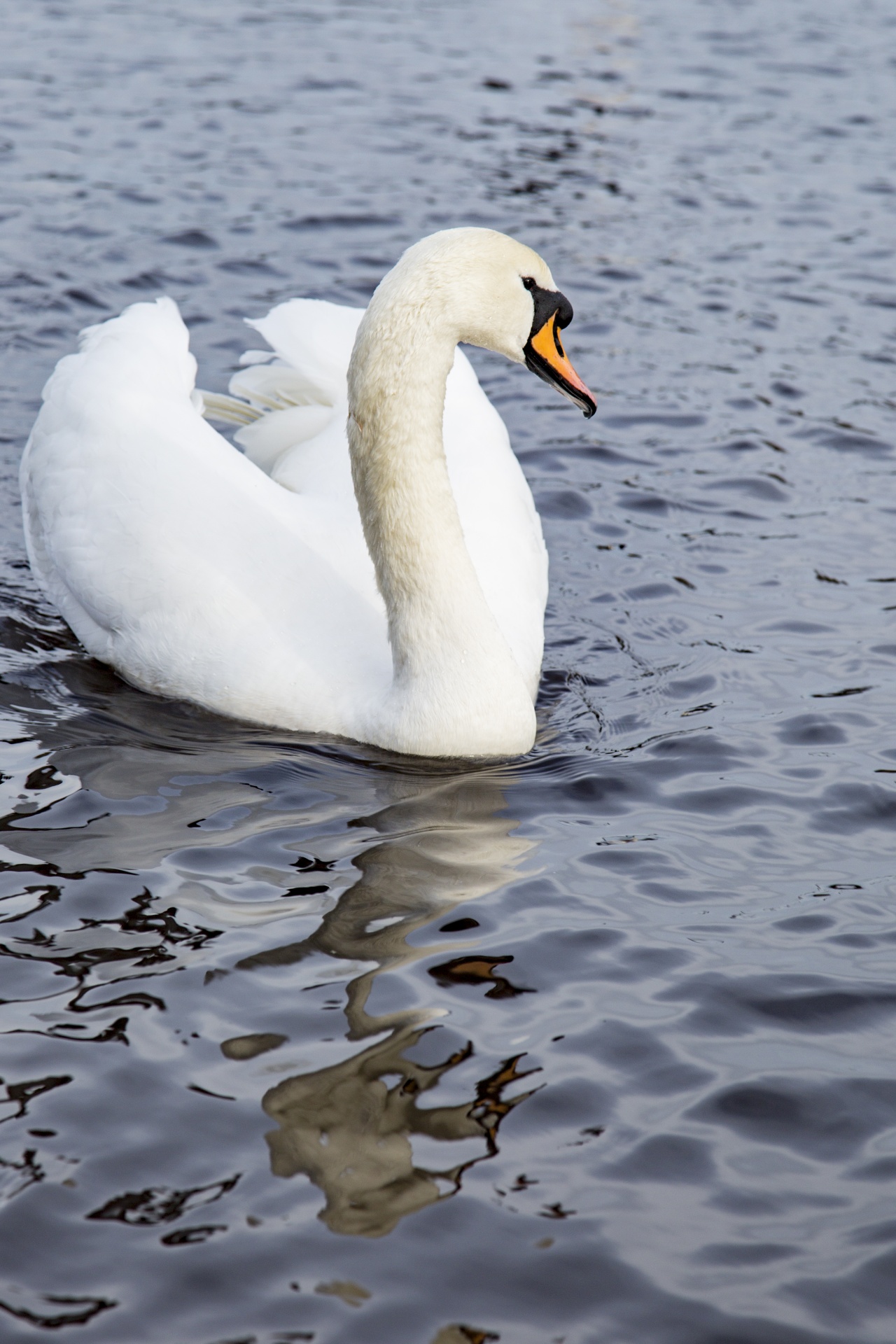 swan bird calm free photo