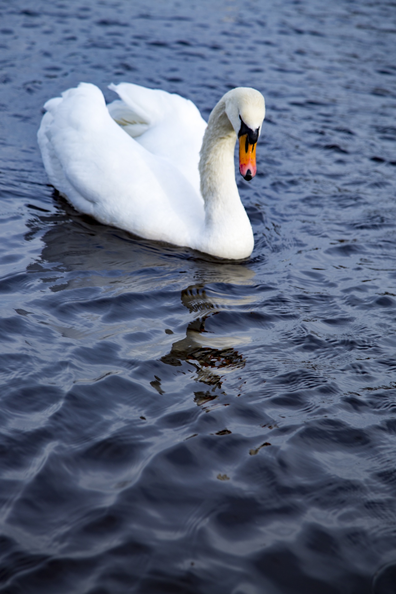 swan bird calm free photo