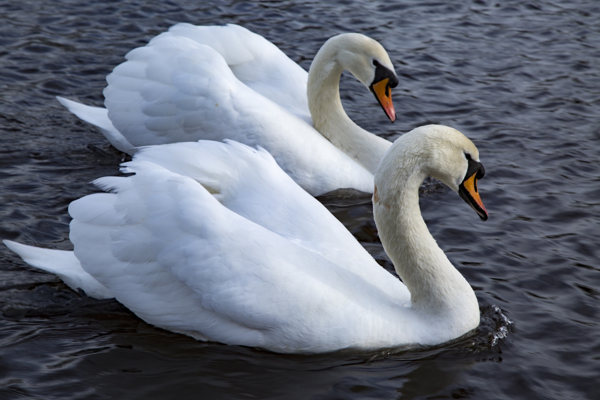 swan bird calm free photo