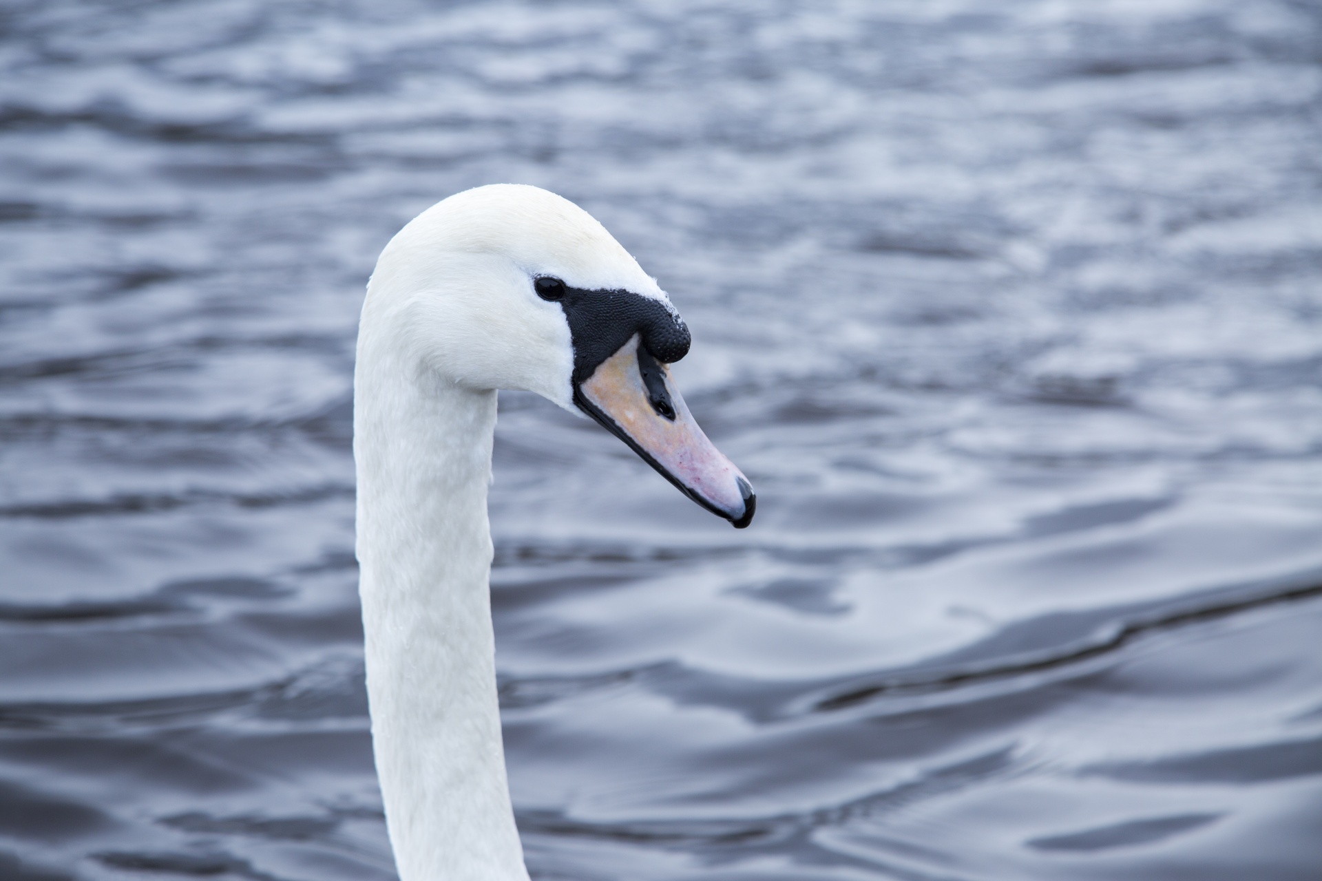 swan bird calm free photo