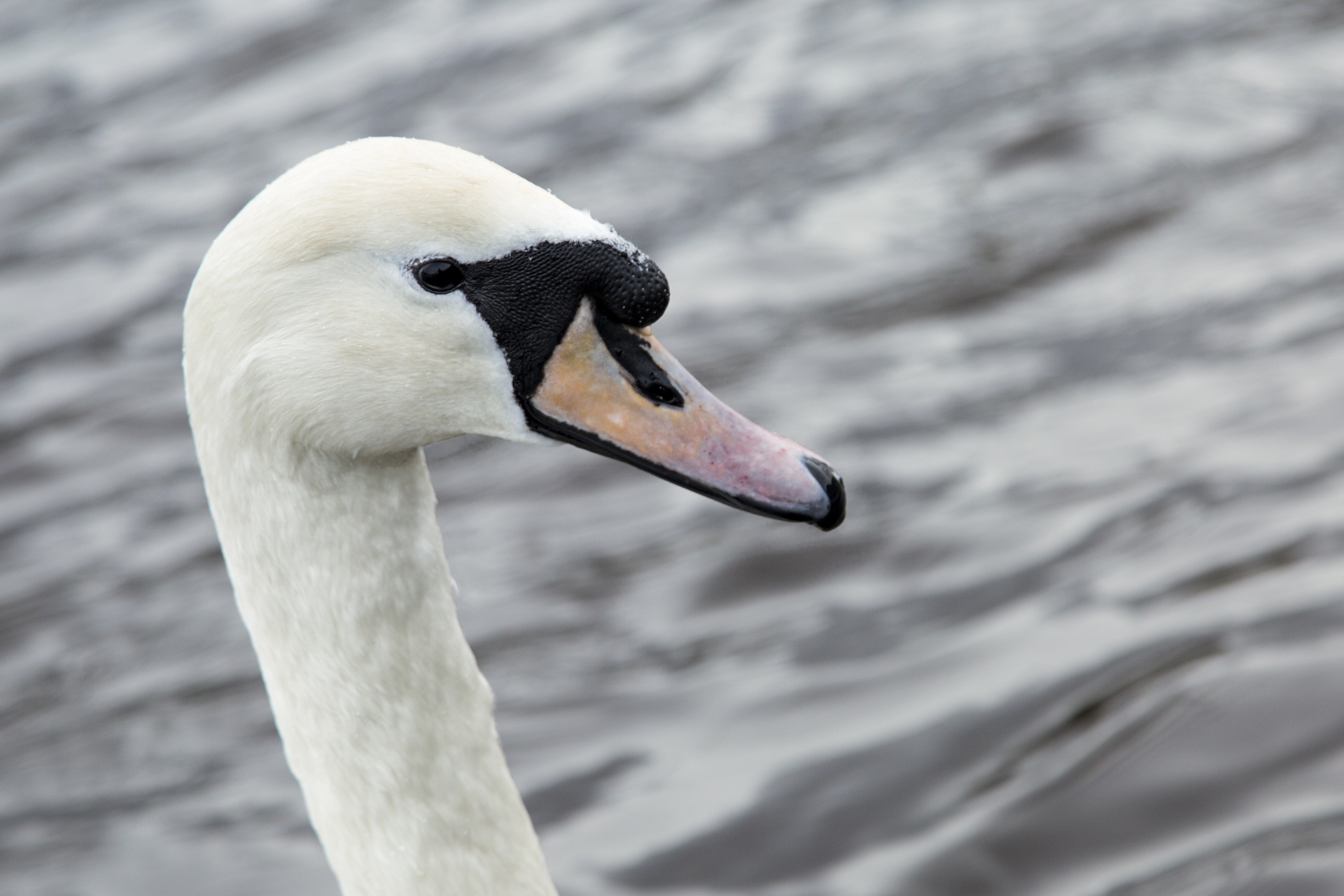 swan bird calm free photo