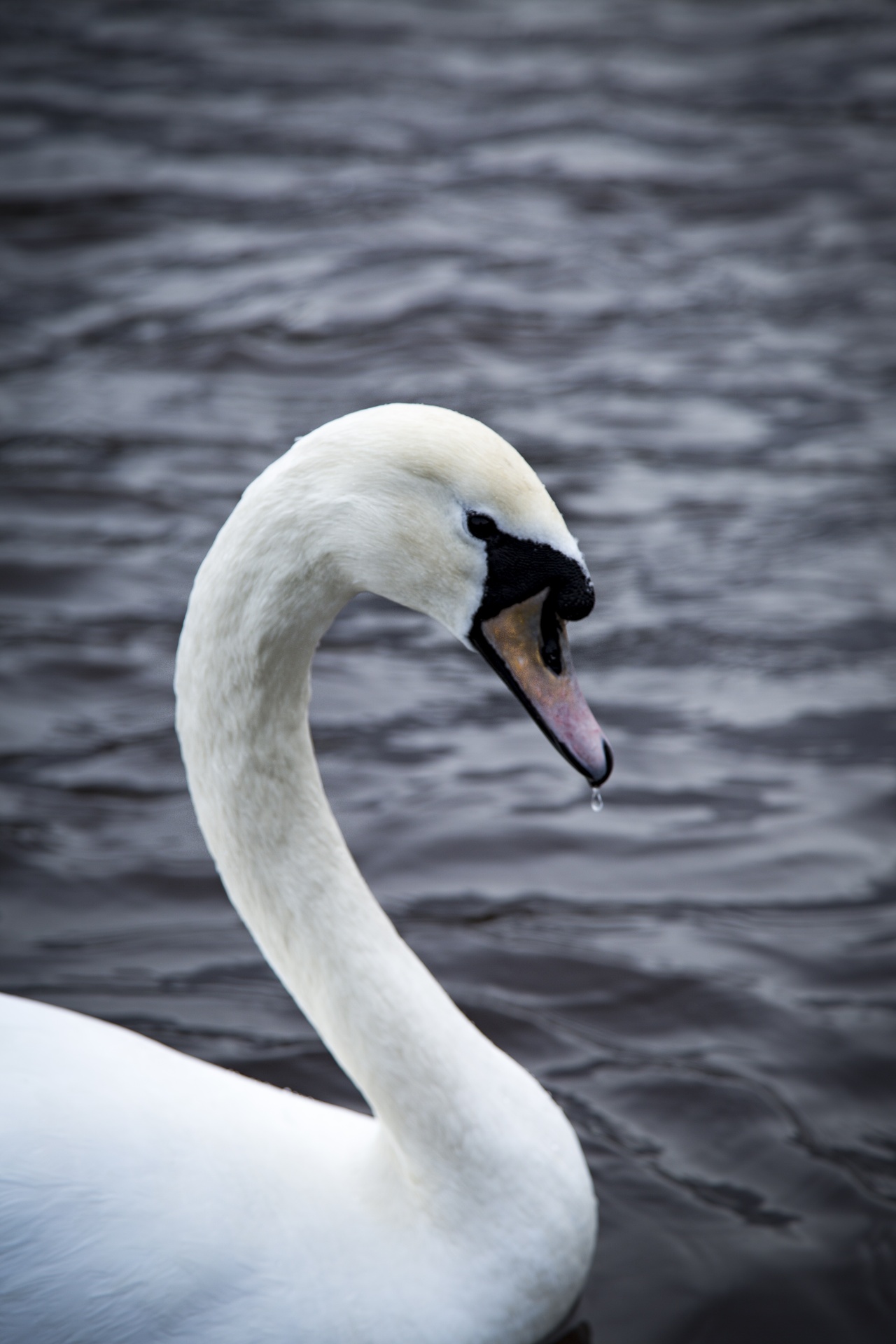 swan bird calm free photo