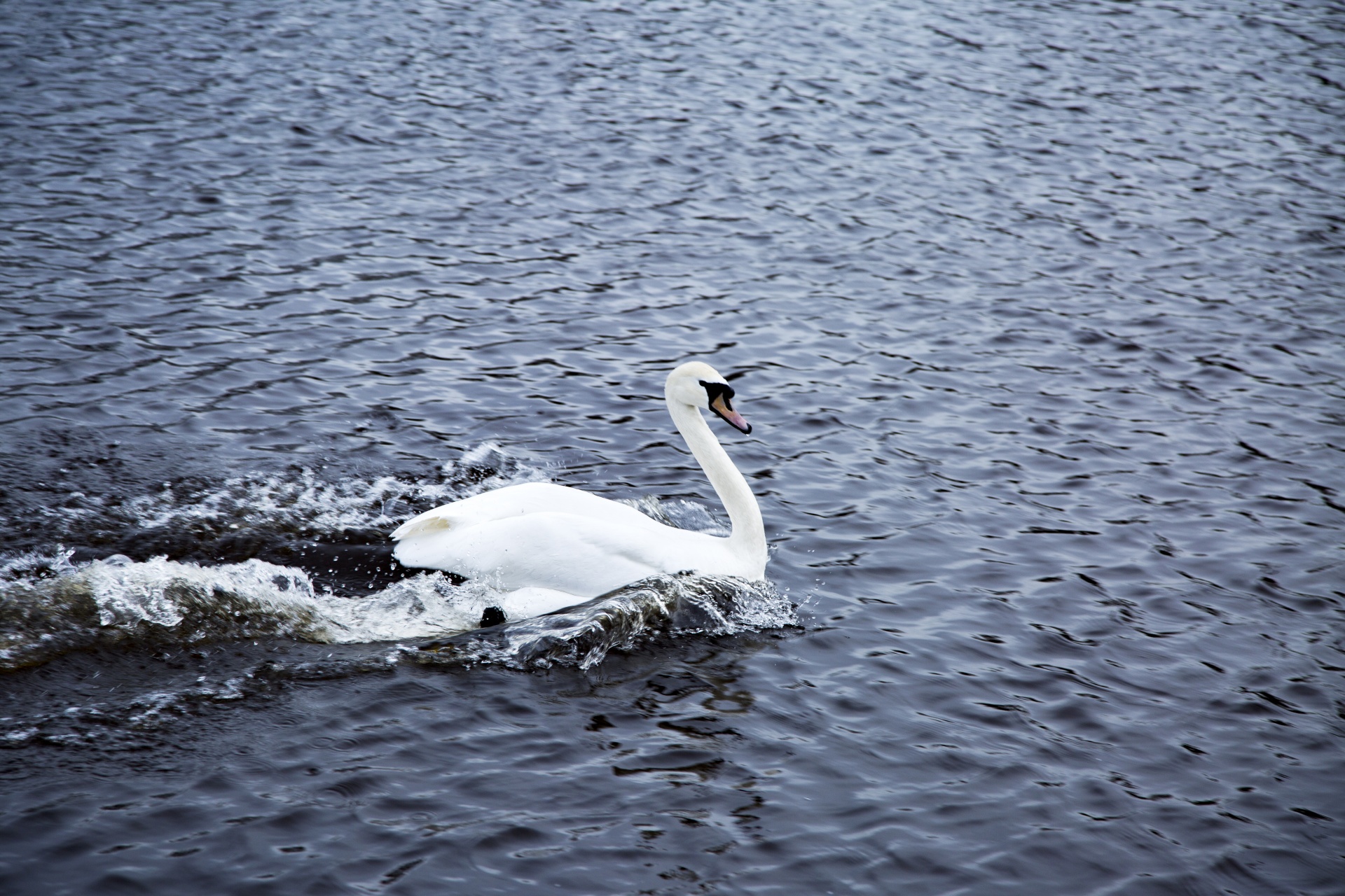 swan bird calm free photo