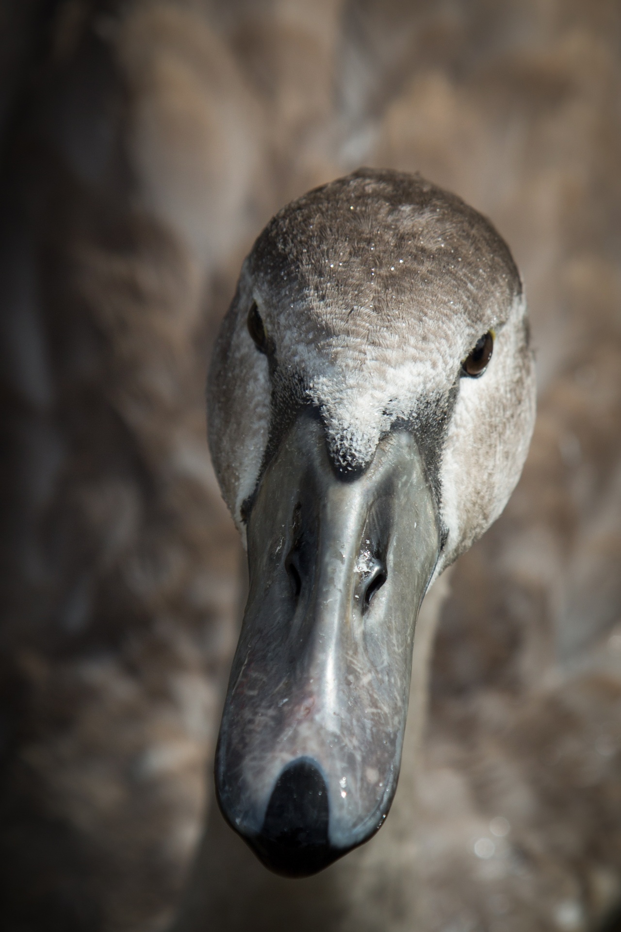 swan bird calm free photo