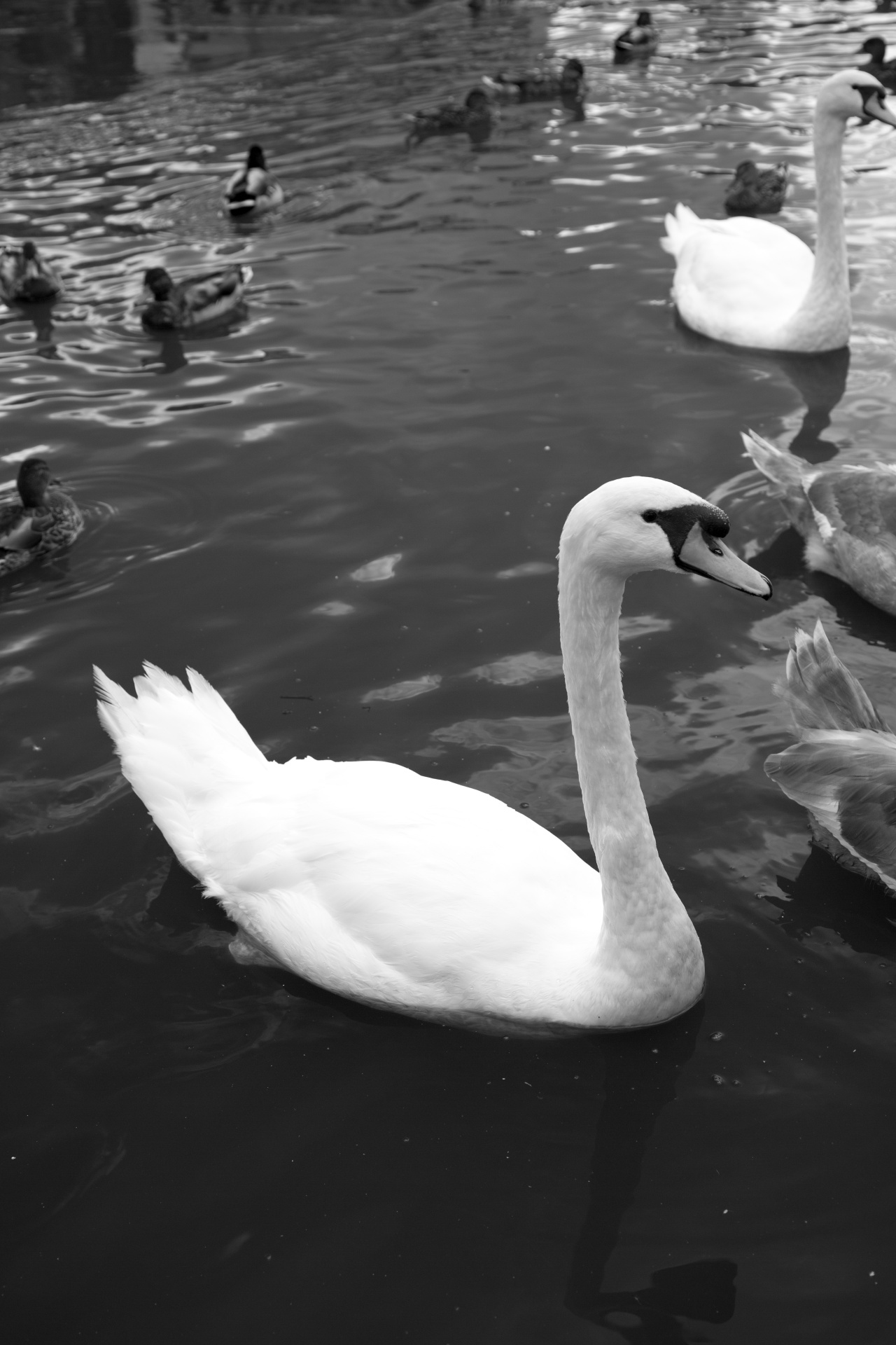 swan bird calm free photo