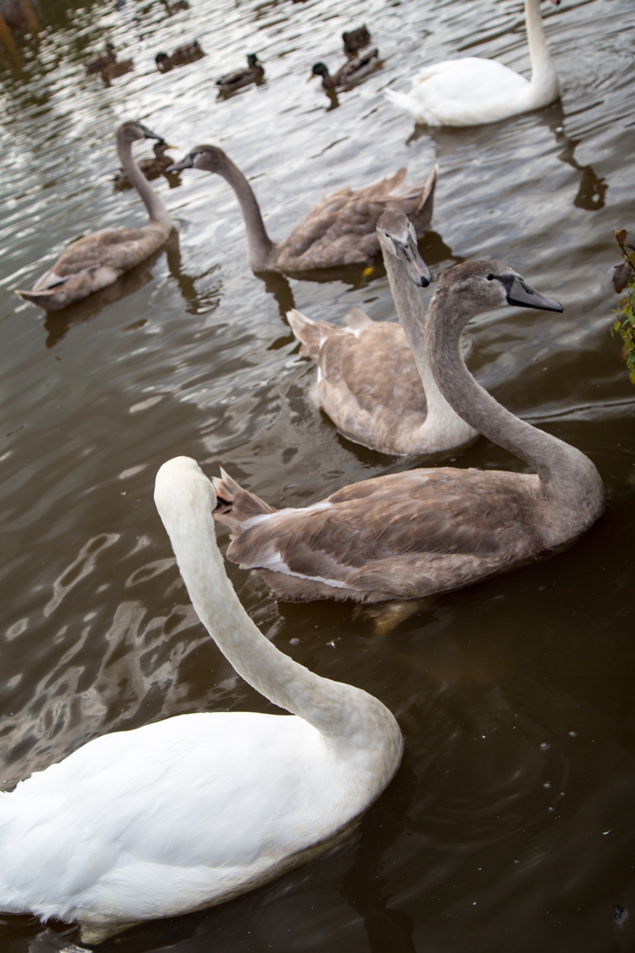 swan bird calm free photo