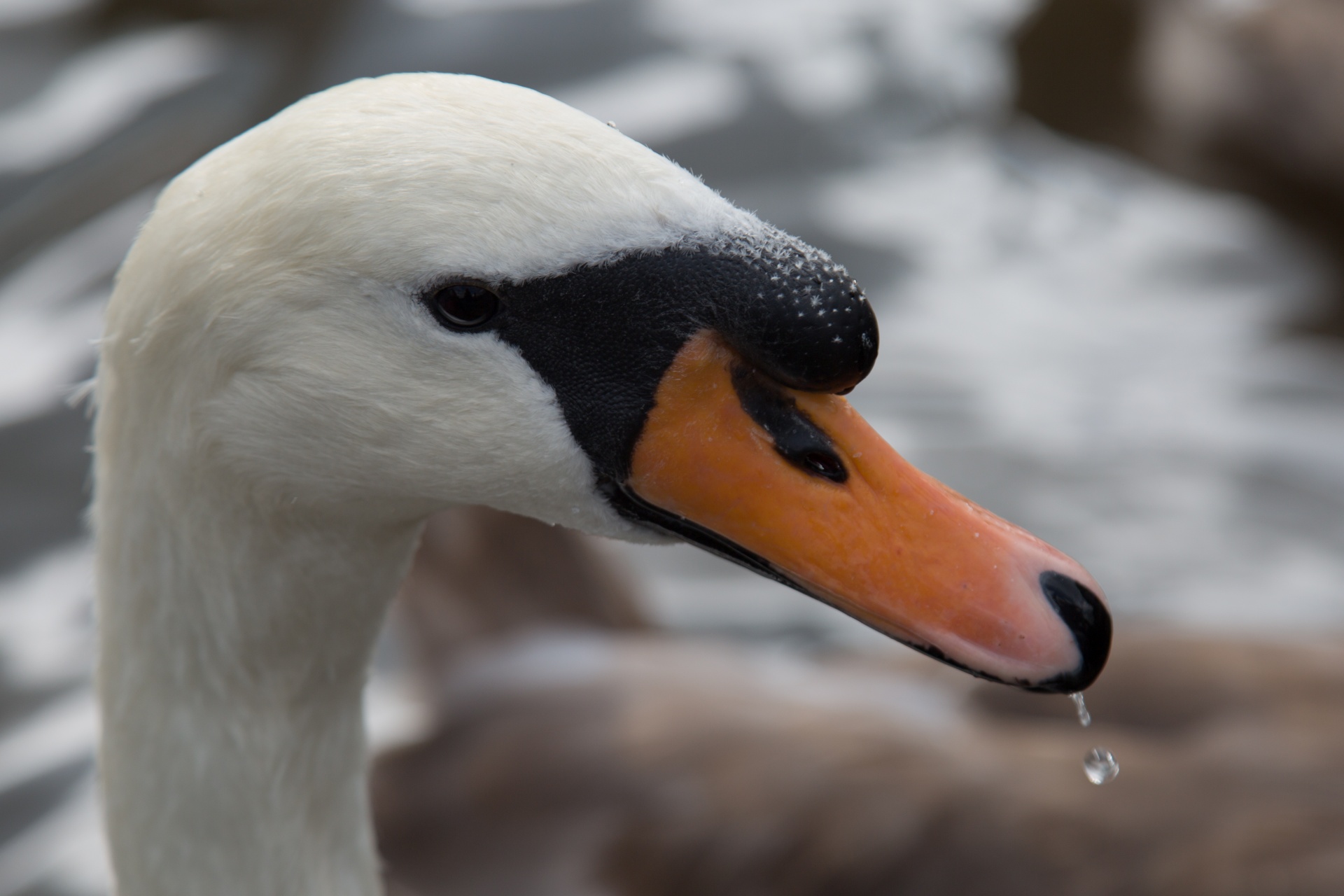 swan bird calm free photo