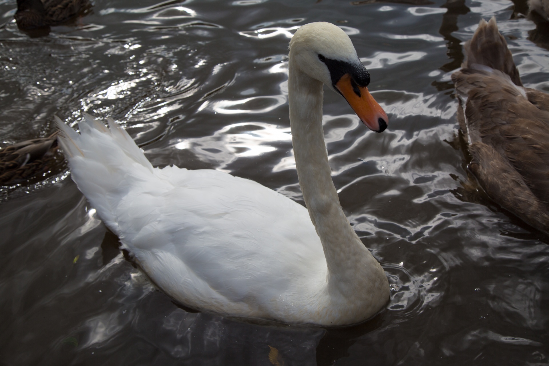 swan bird calm free photo