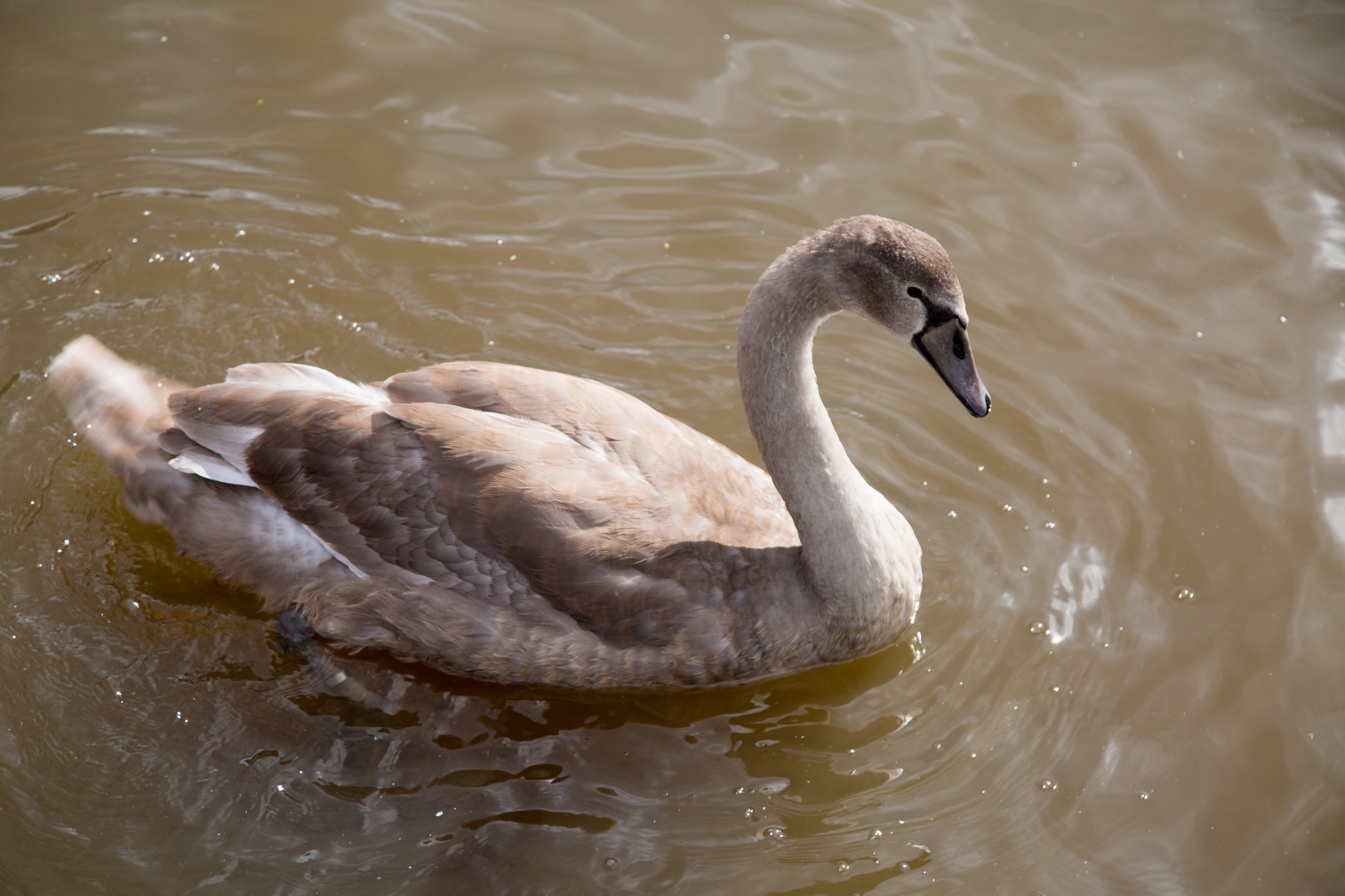 swan bird calm free photo