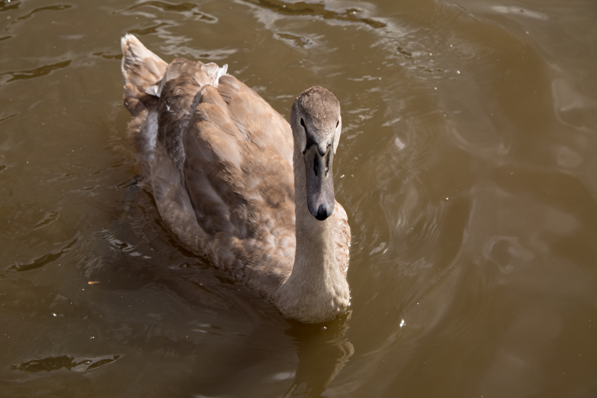 swan bird calm free photo