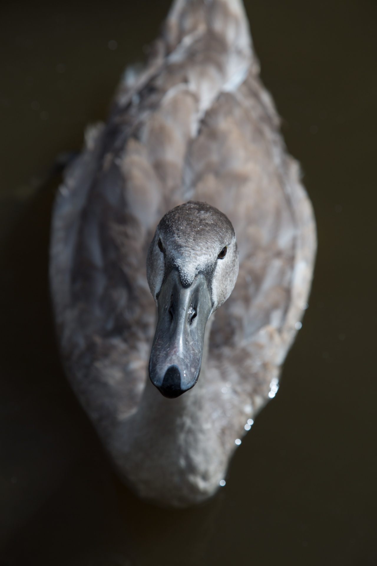 swan bird calm free photo