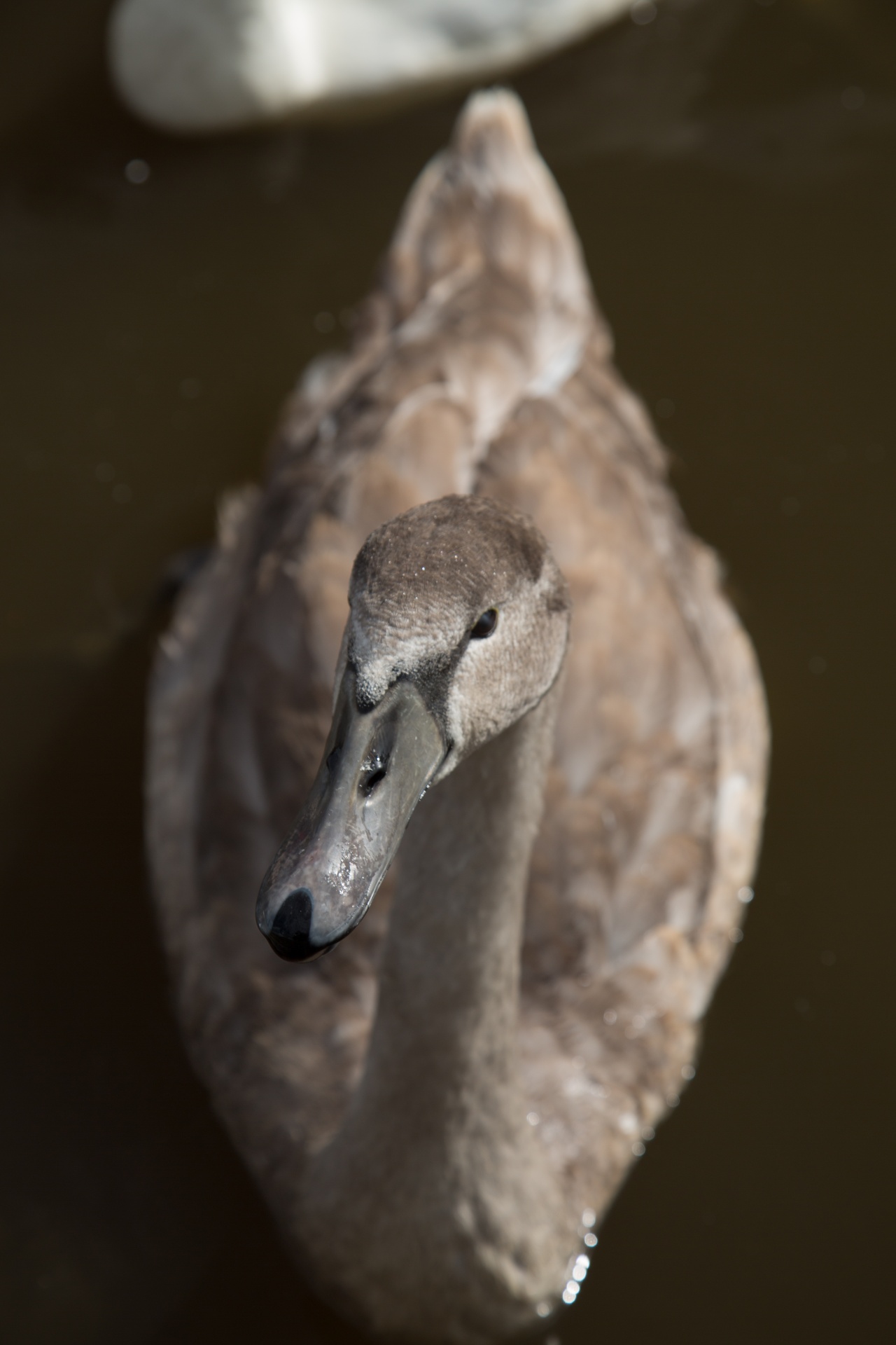 swan bird calm free photo