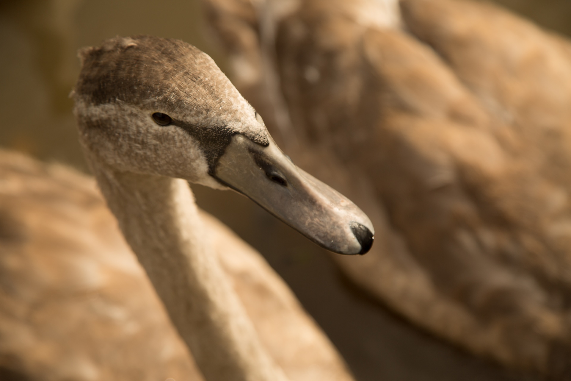 swan bird calm free photo