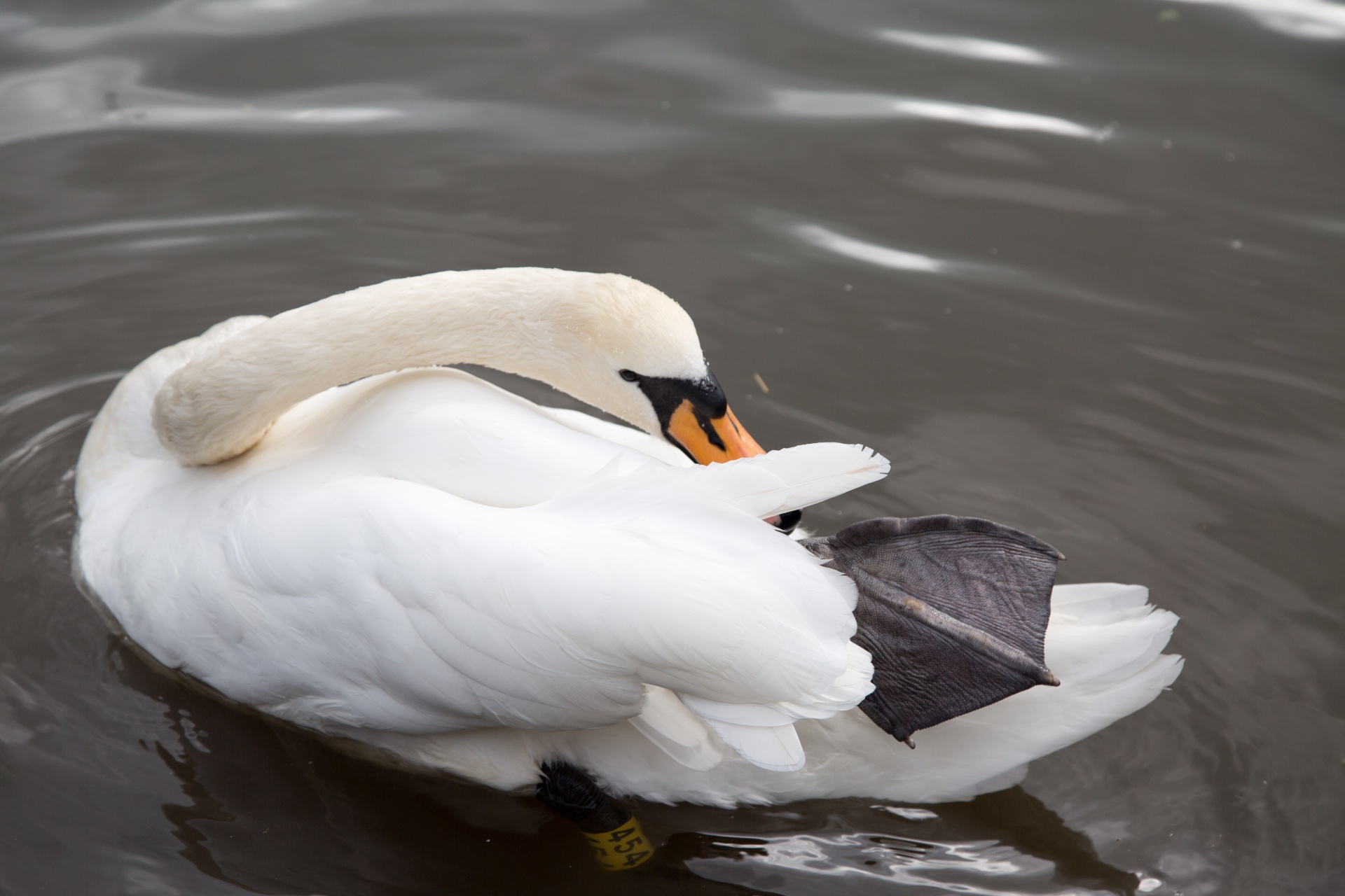 swan bird calm free photo