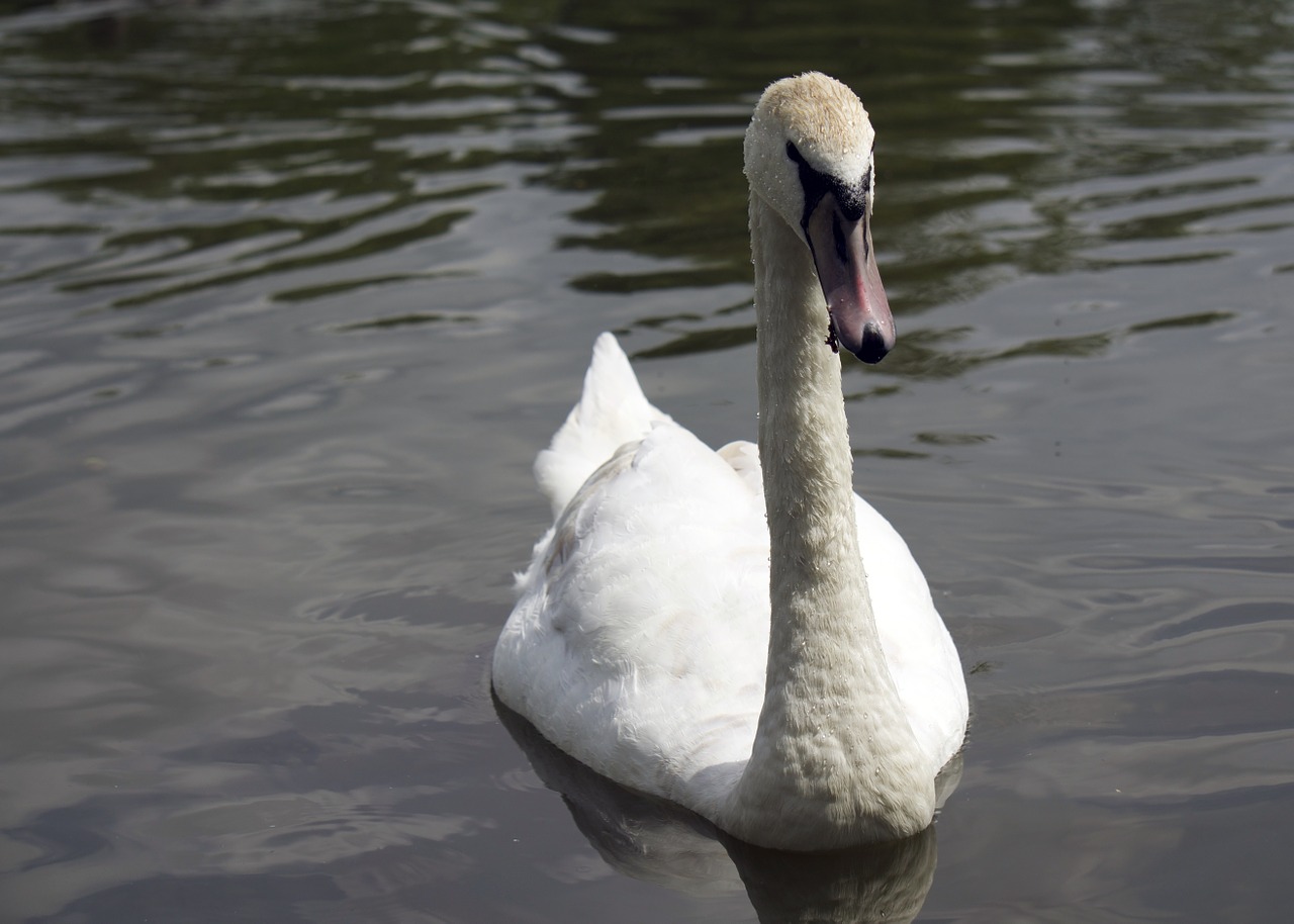 swan lake water free photo