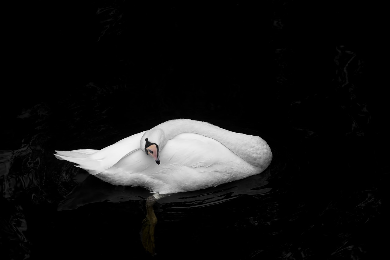 swan more water free photo