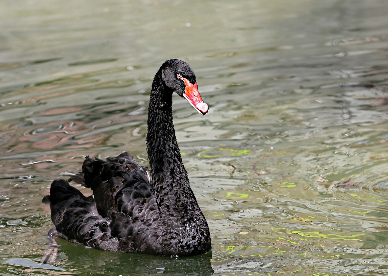 swan black bird free photo
