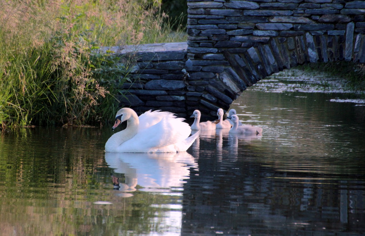 swan mute swan cygnus olor free photo