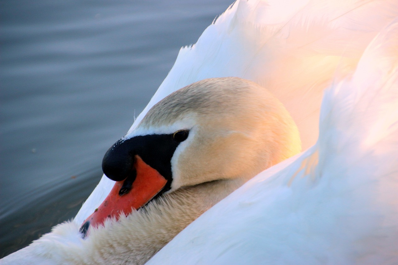 swan mute swan cygnus olor free photo