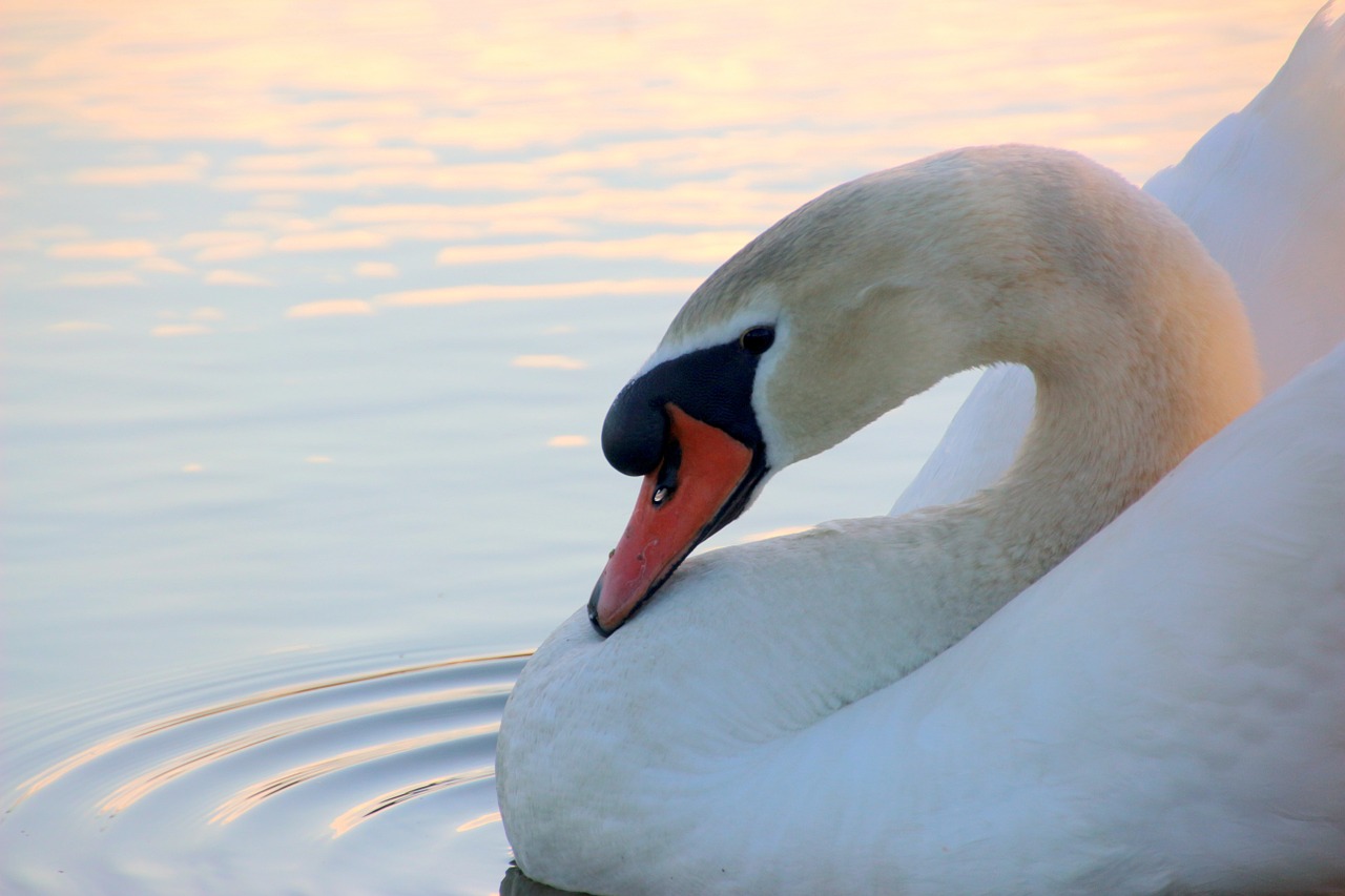 swan mute swan cygnus olor free photo