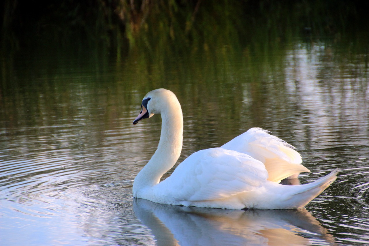 swan mute swan cygnus olor free photo