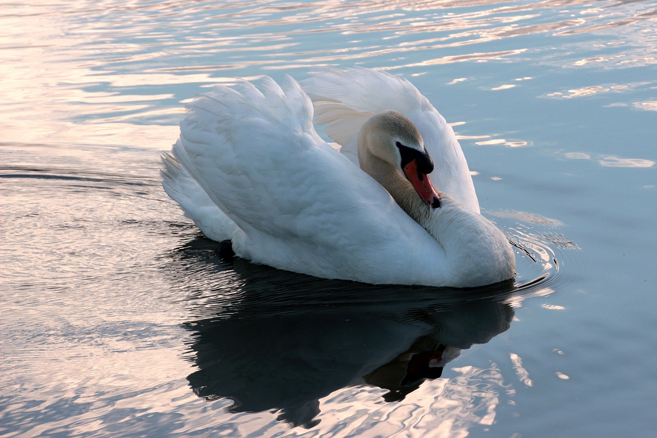 swan mute swan cygnus olor free photo