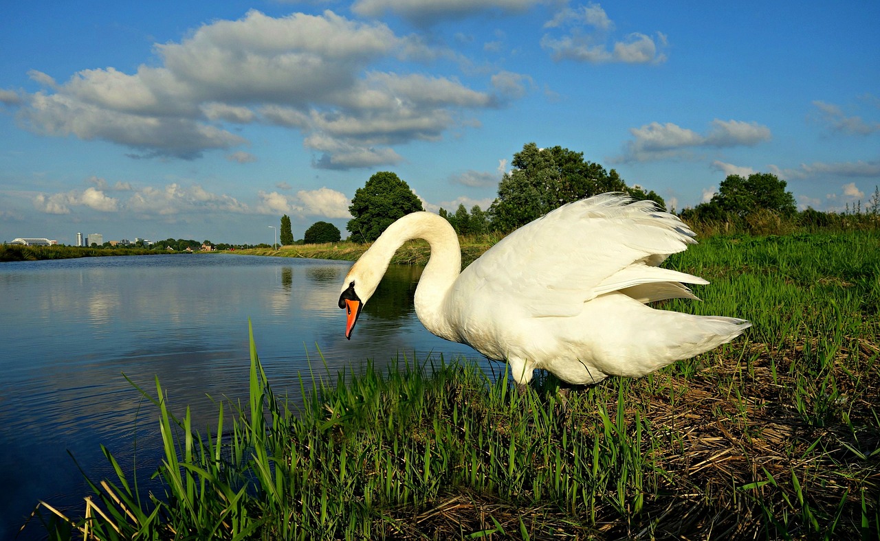 swan bird waterbird free photo