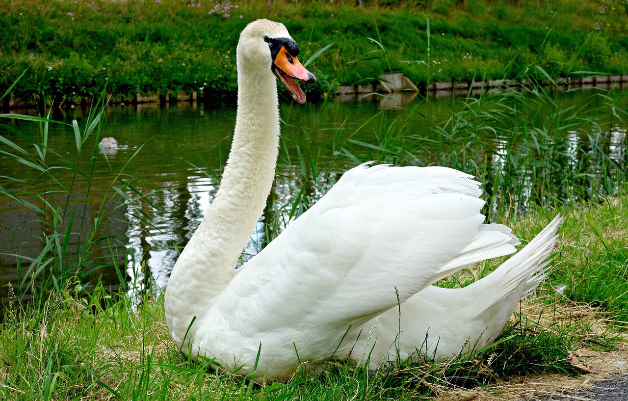 swan bird waterfowl free photo