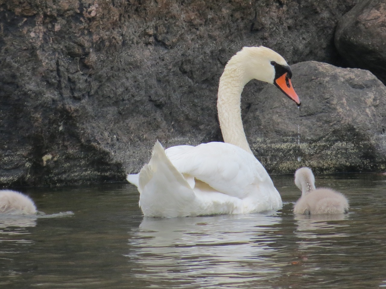 swan cub parent free photo