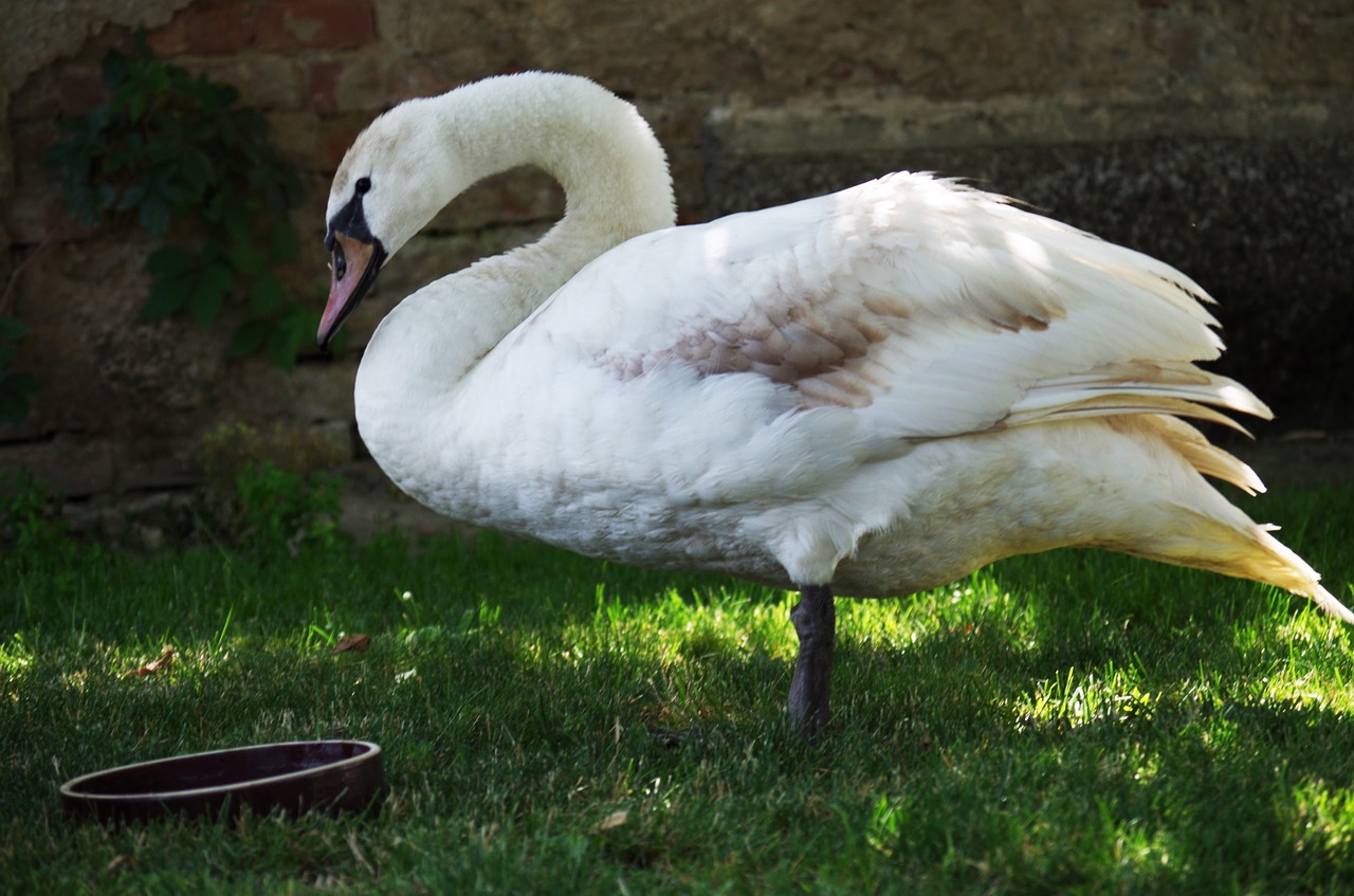 swan bird white free photo