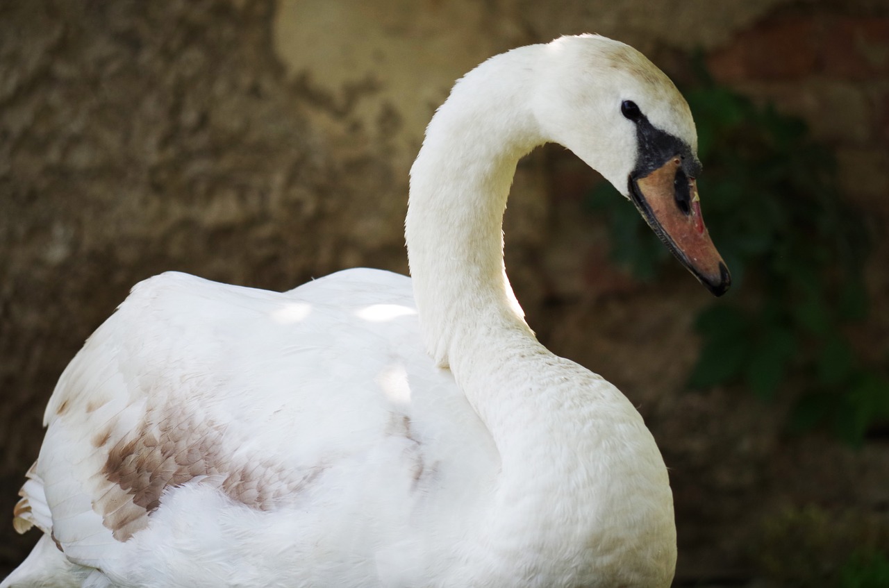 swan bird white free photo