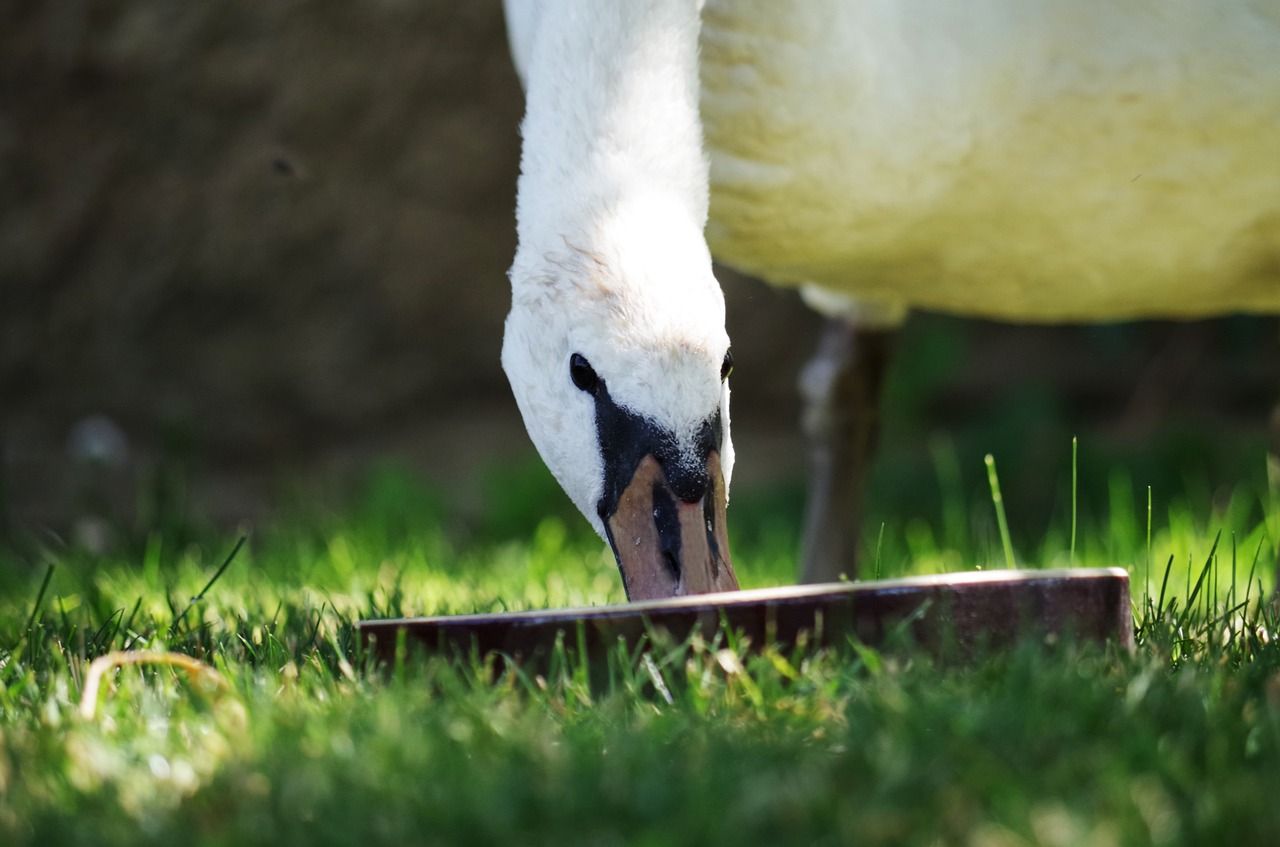 swan bird white free photo