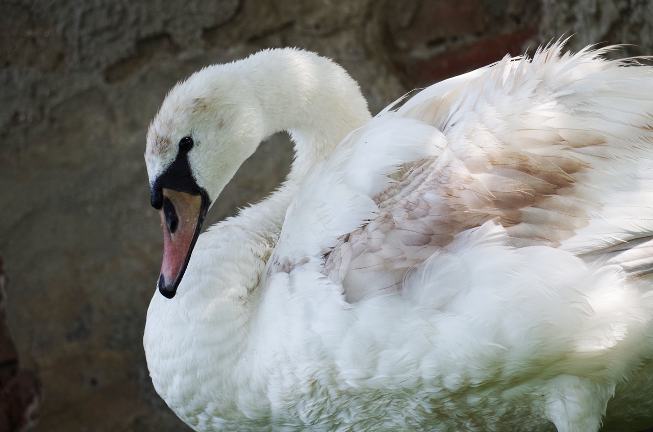 swan bird white free photo