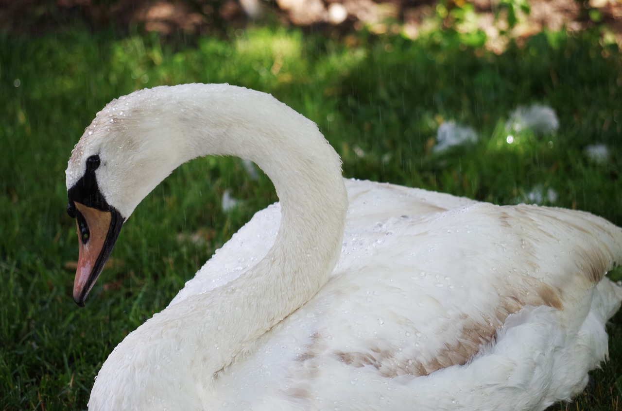 swan bird white free photo