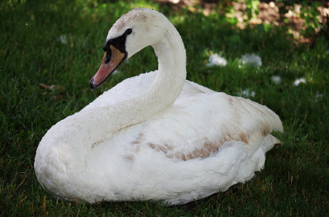 swan bird white free photo