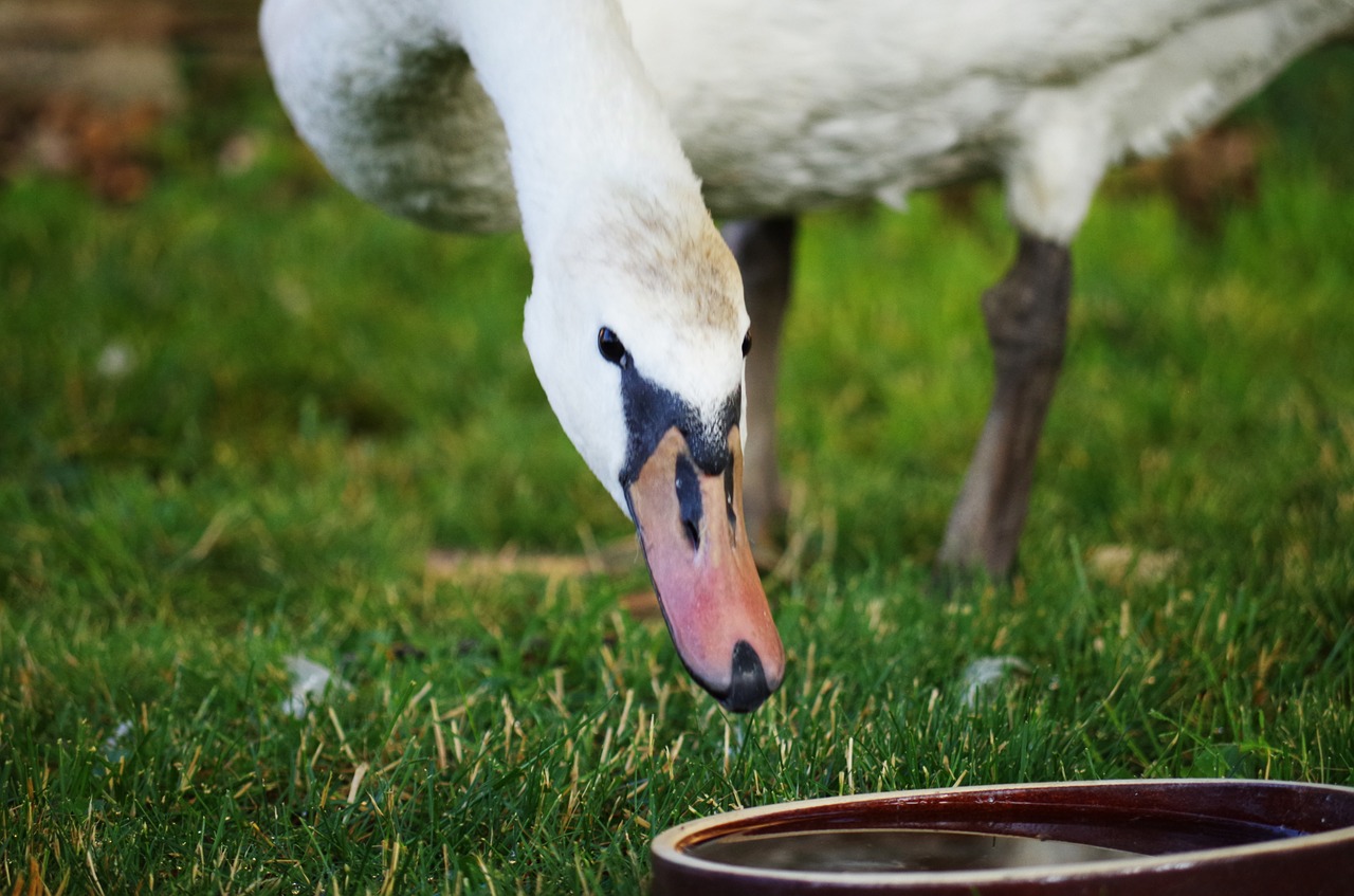 swan bird white free photo