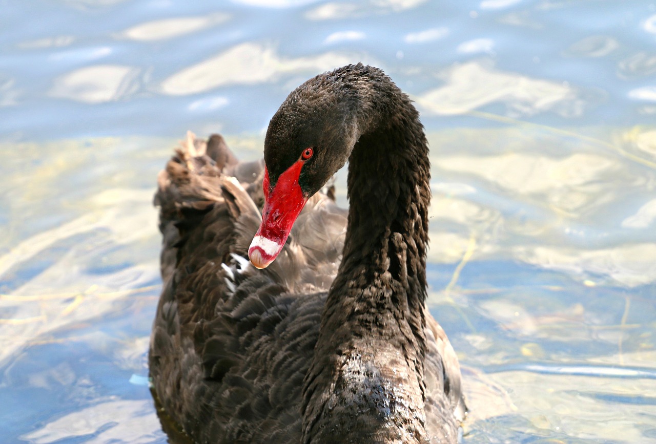 swan black bird free photo