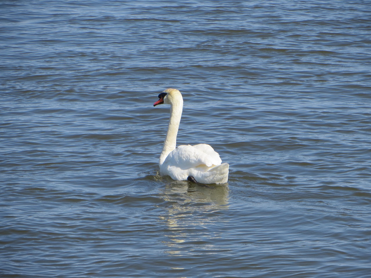 swan bird canada free photo